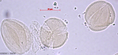 ISEM 1/Maprounea_africana_27718/Maprounea_africana_27718_0001(copy)_thumb.jpg